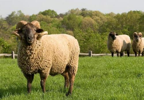 和尚说91年属羊,91年出生的智慧之光”